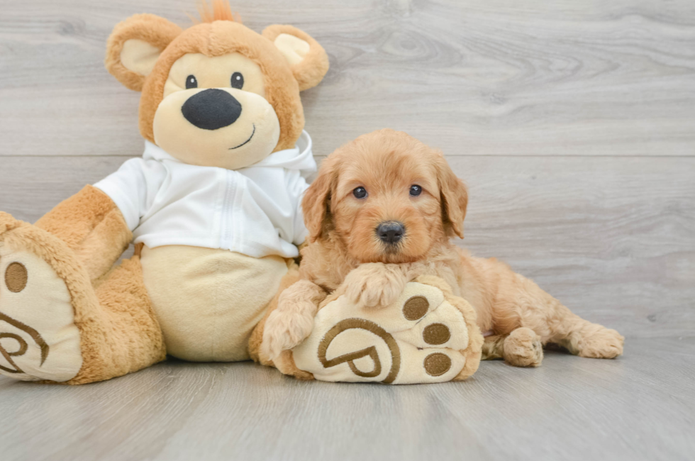 5 week old Mini Goldendoodle Puppy For Sale - Premier Pups