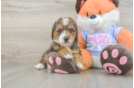 Little Mini Goldenpoo Poodle Mix Puppy