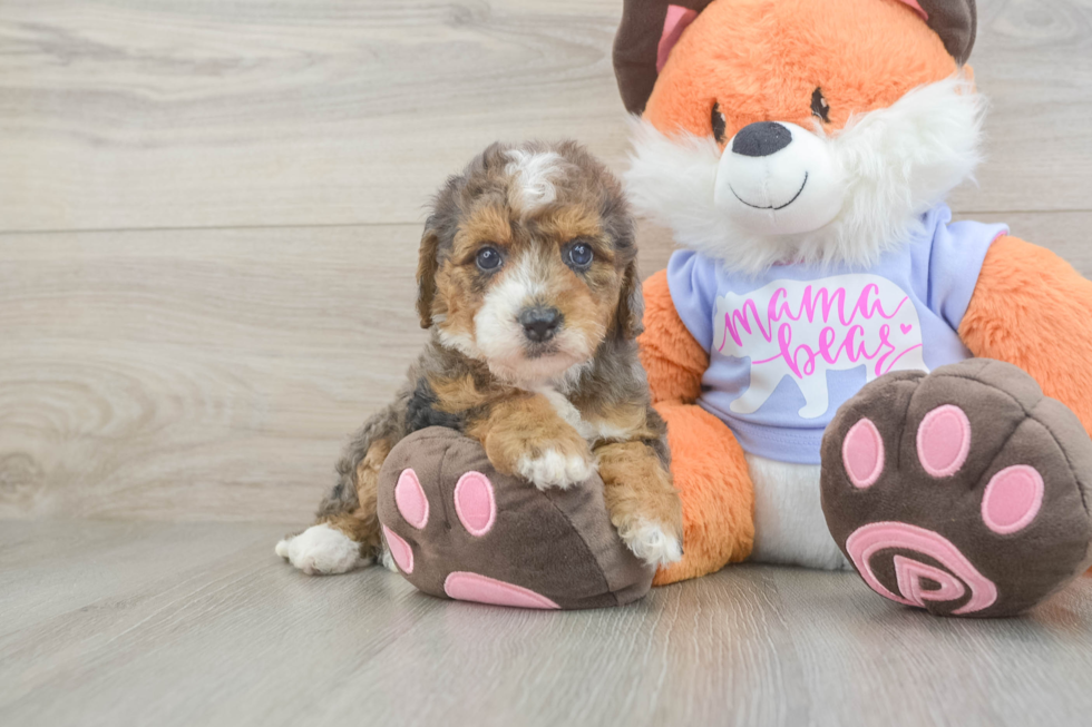 Little Mini Goldenpoo Poodle Mix Puppy