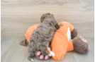 Mini Goldendoodle Puppy for Adoption