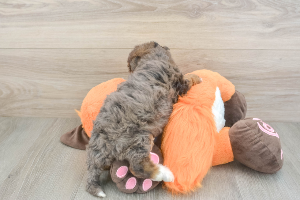 Mini Goldendoodle Puppy for Adoption