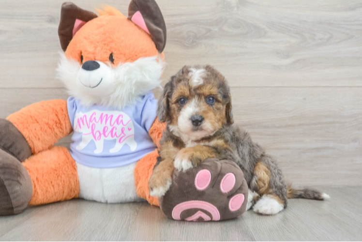Fluffy Mini Goldendoodle Poodle Mix Pup