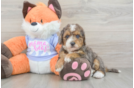 Fluffy Mini Goldendoodle Poodle Mix Pup