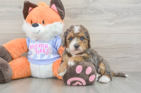 Fluffy Mini Goldendoodle Poodle Mix Pup