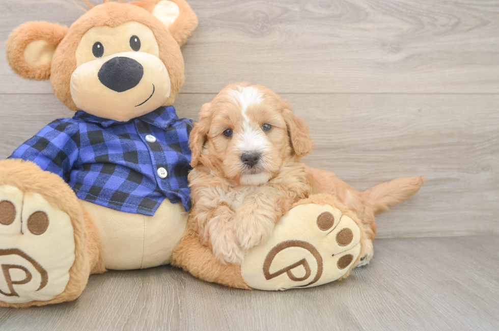5 week old Mini Goldendoodle Puppy For Sale - Premier Pups