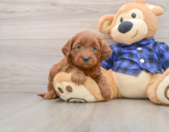 7 week old Mini Goldendoodle Puppy For Sale - Premier Pups