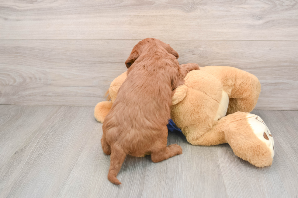 Cute Mini Goldendoodle Baby