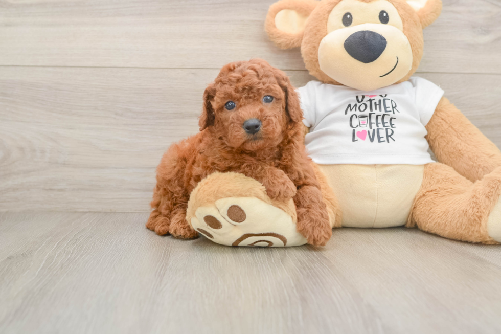 Mini Goldendoodle Puppy for Adoption