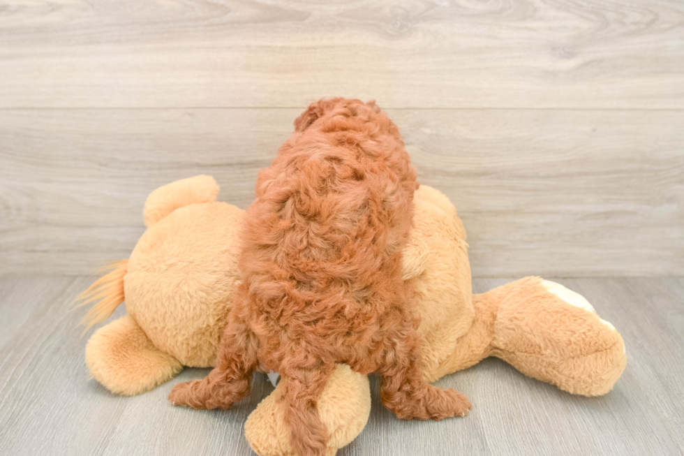 Hypoallergenic Mini Goldiepoo Poodle Mix Puppy
