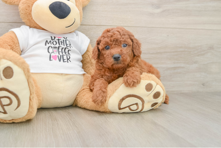 Mini Goldendoodle Puppy for Adoption