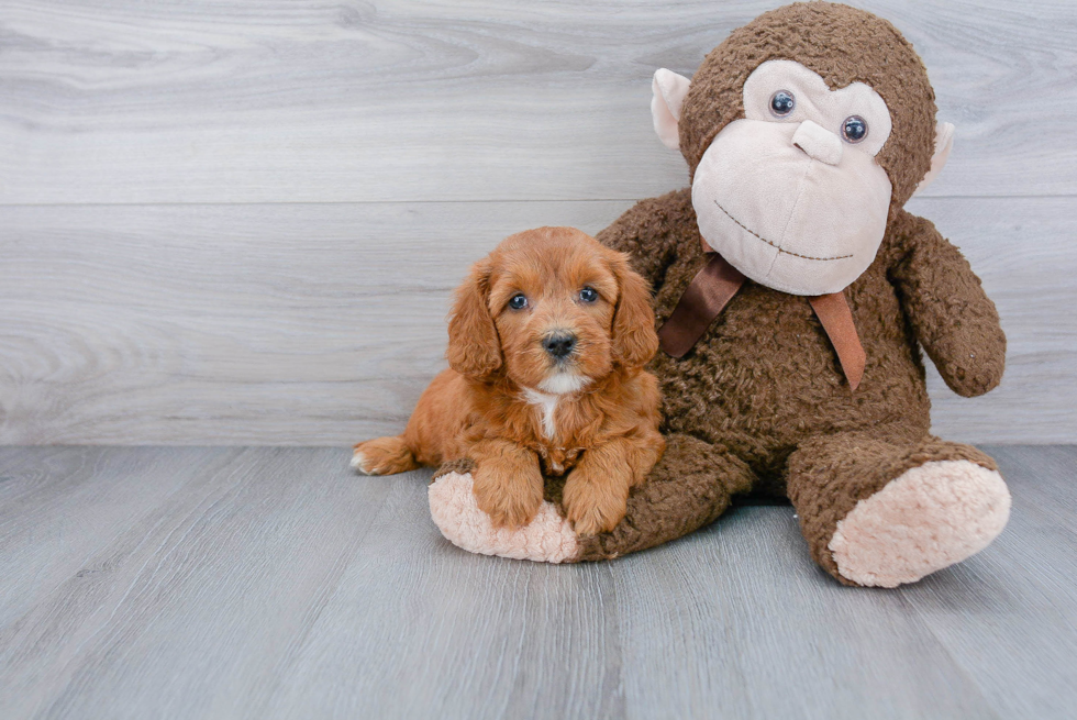 Smart Mini Goldendoodle Poodle Mix Pup