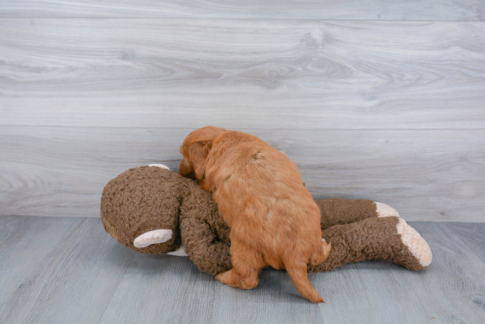 Sweet Mini Goldendoodle Baby