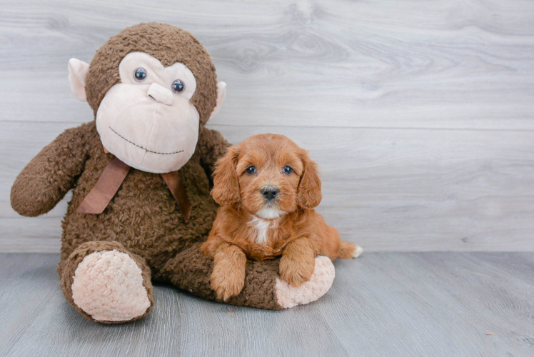 Mini Goldendoodle Pup Being Cute