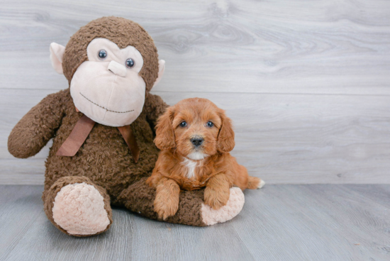 Mini Goldendoodle Pup Being Cute