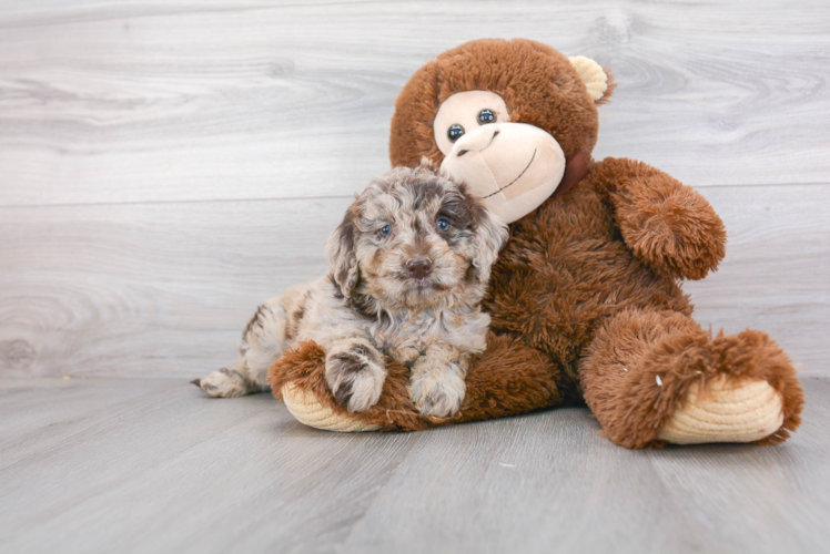 Adorable Golden Retriever Poodle Mix Puppy