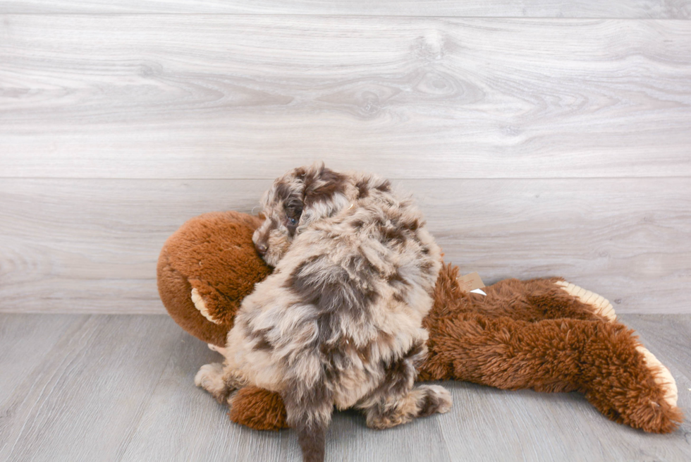 Mini Goldendoodle Pup Being Cute