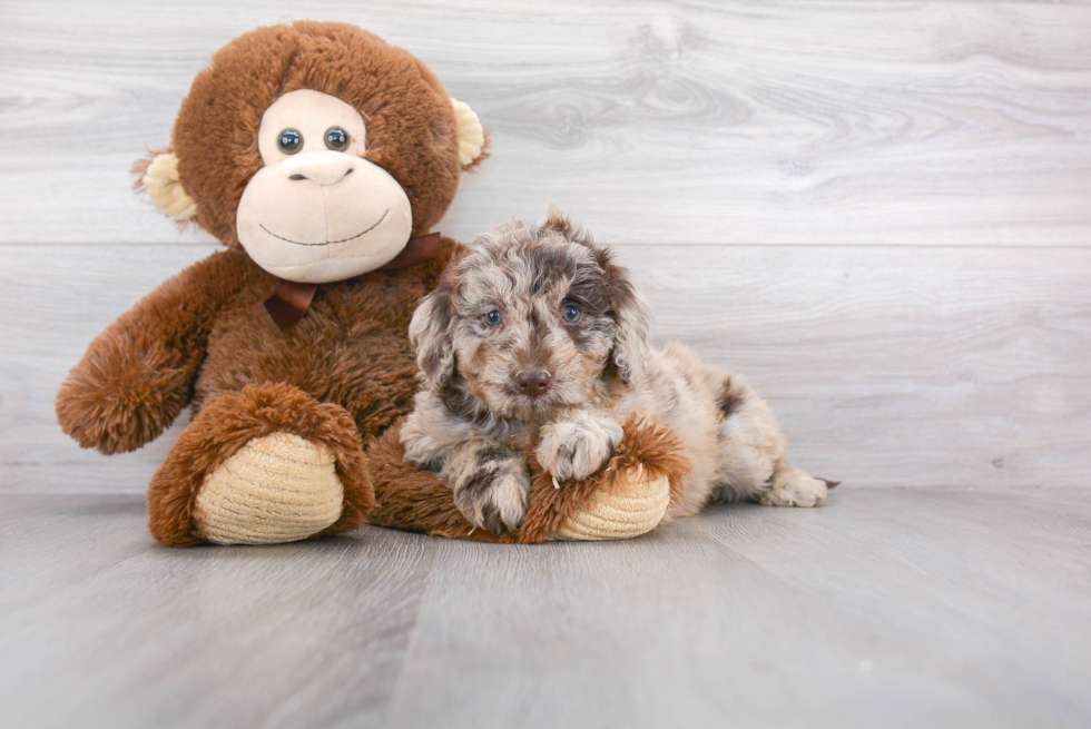 Sweet Mini Goldendoodle Baby