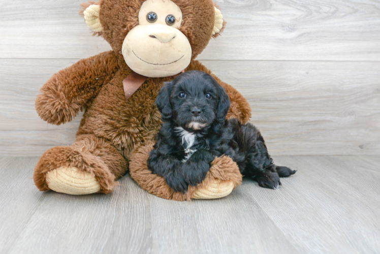 Best Mini Goldendoodle Baby