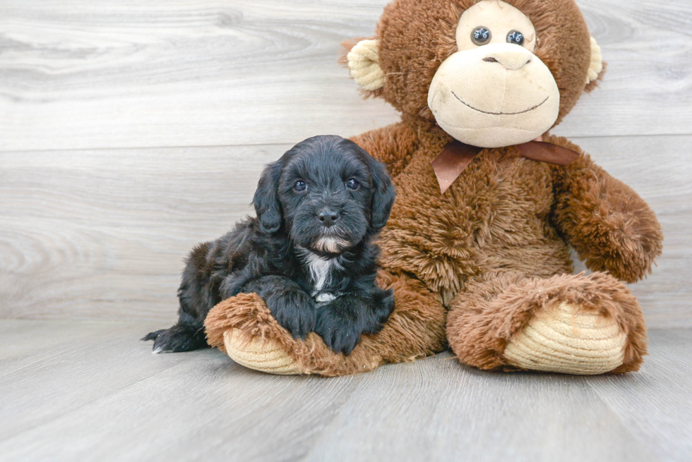 Mini Goldendoodle Pup Being Cute