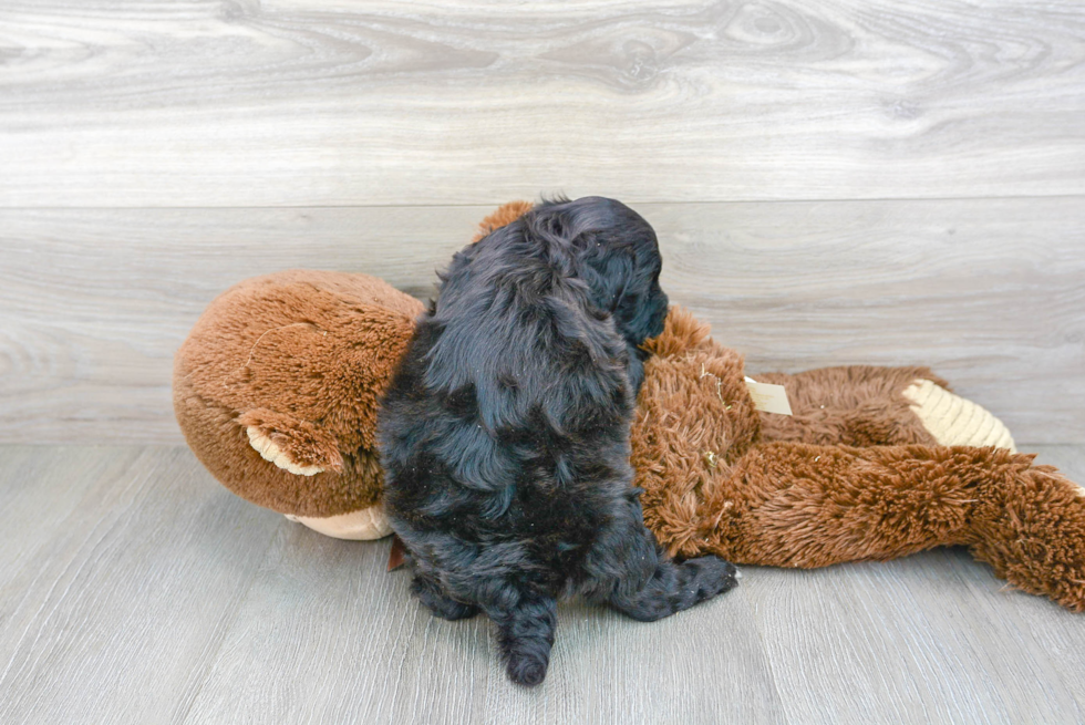 Mini Goldendoodle Puppy for Adoption