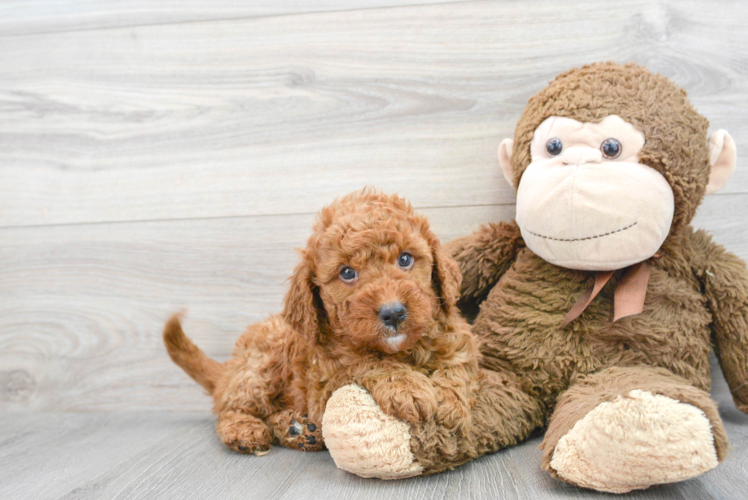 Energetic Golden Retriever Poodle Mix Puppy