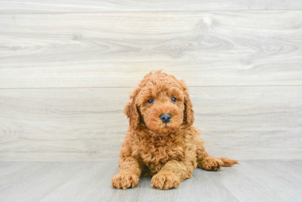 Small Mini Goldendoodle Baby