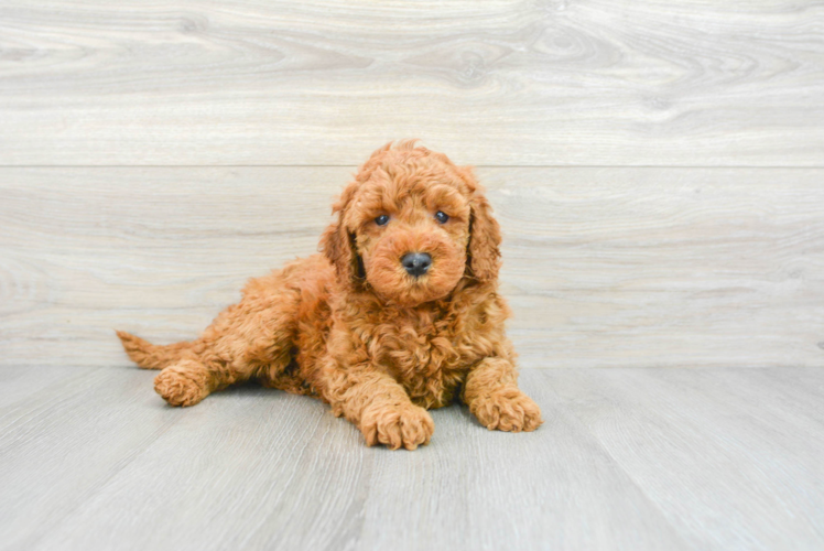 Mini Goldendoodle Puppy for Adoption