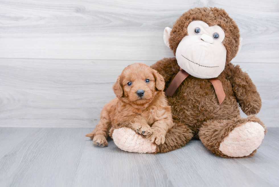 Petite Mini Goldendoodle Poodle Mix Pup