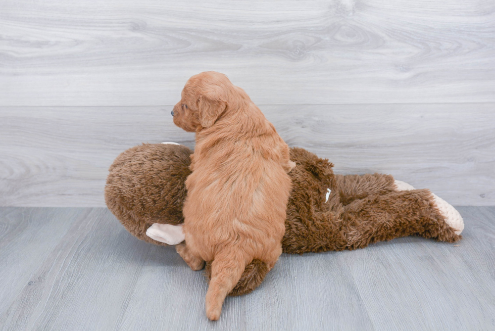 Little Golden Retriever Poodle Mix Puppy