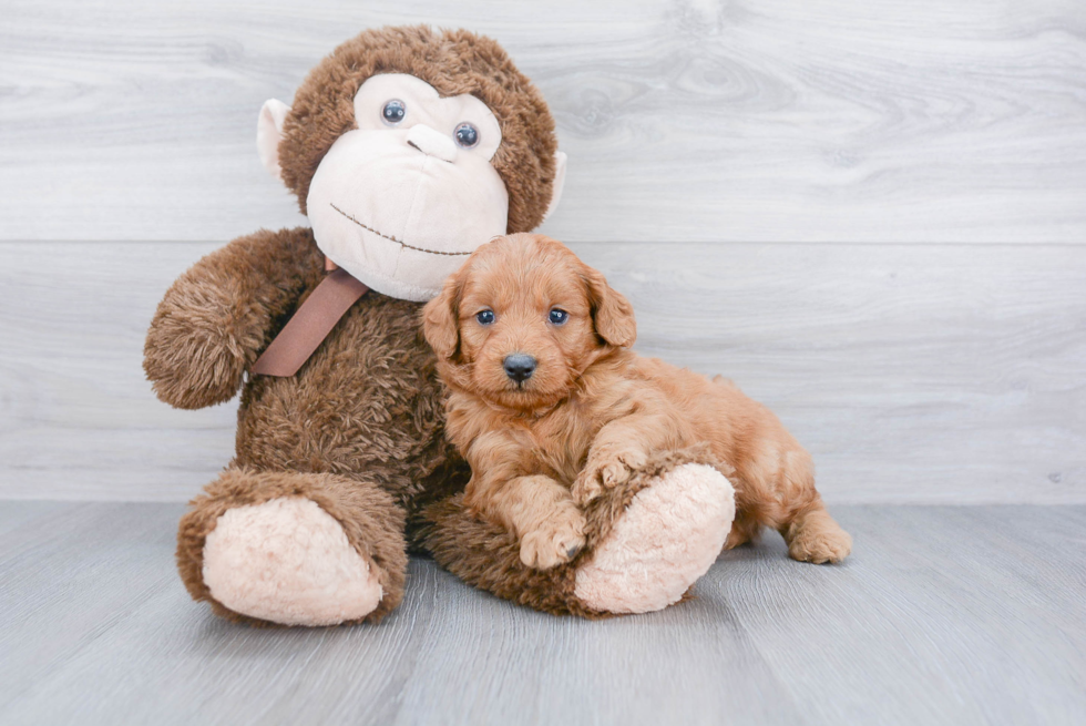 Mini Goldendoodle Pup Being Cute