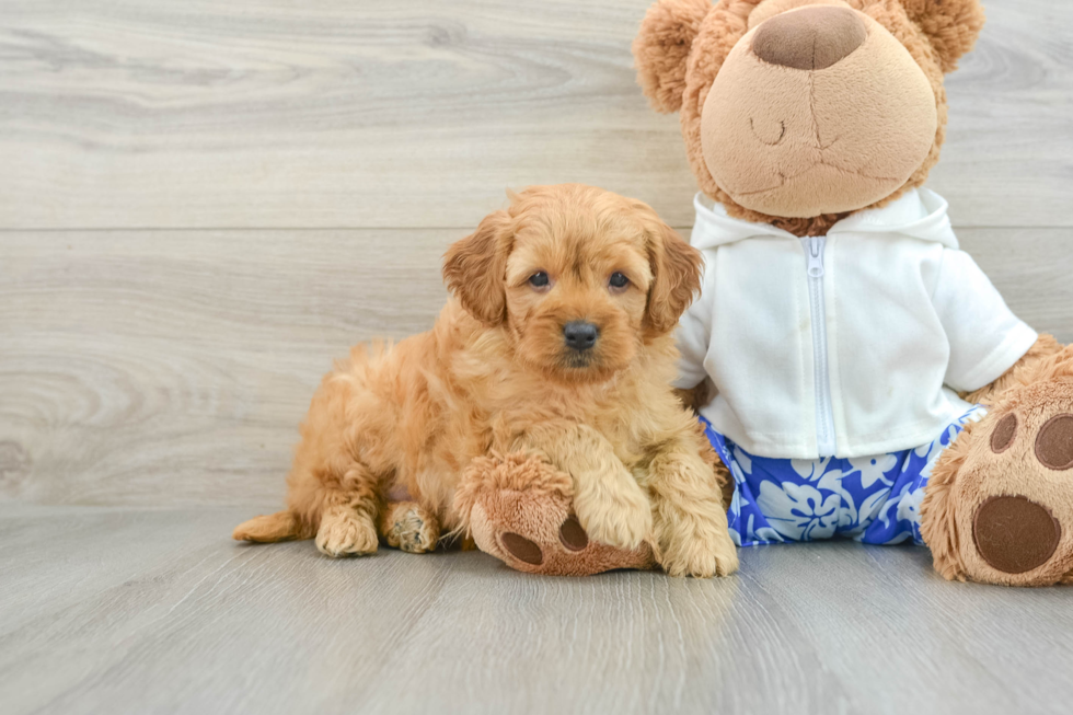 Energetic Golden Doodle Poodle Mix Puppy