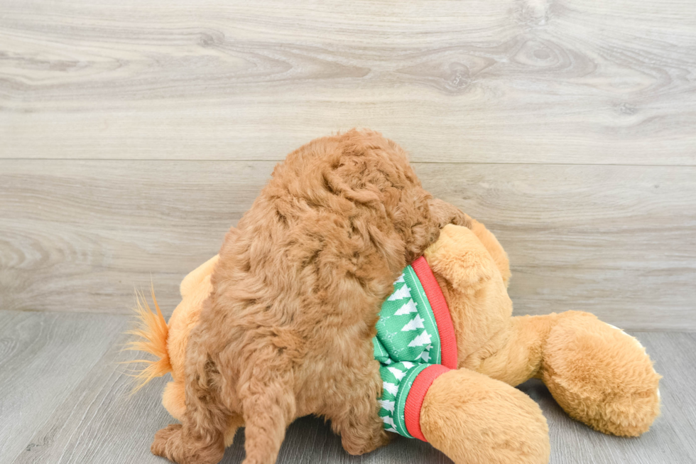 Mini Goldendoodle Pup Being Cute