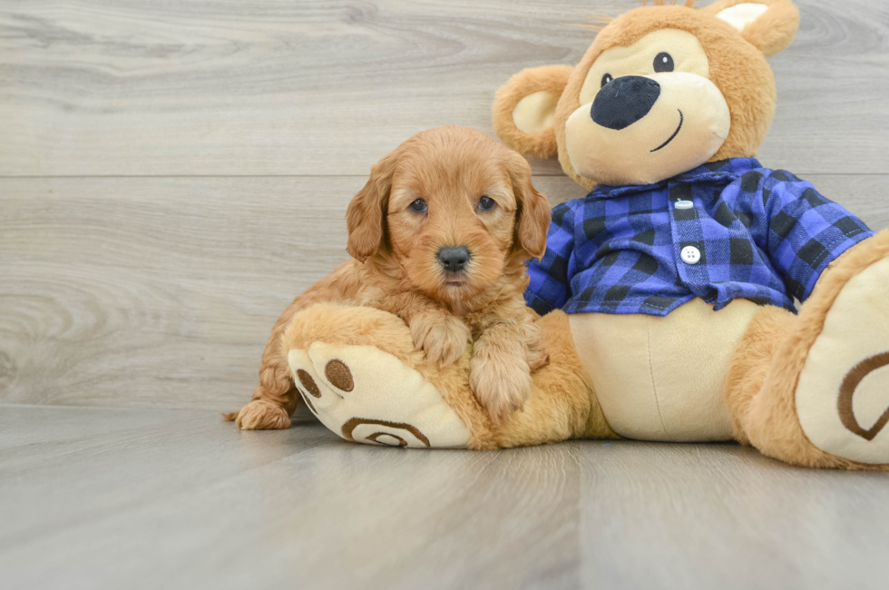 6 week old Mini Goldendoodle Puppy For Sale - Premier Pups