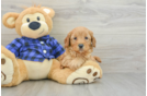 Mini Goldendoodle Puppy for Adoption