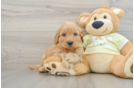 Happy Mini Goldendoodle Baby