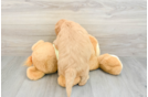 Mini Goldendoodle Puppy for Adoption