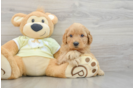 Mini Goldendoodle Puppy for Adoption