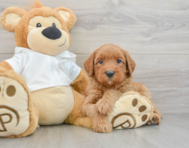 7 week old Mini Goldendoodle Puppy For Sale - Premier Pups