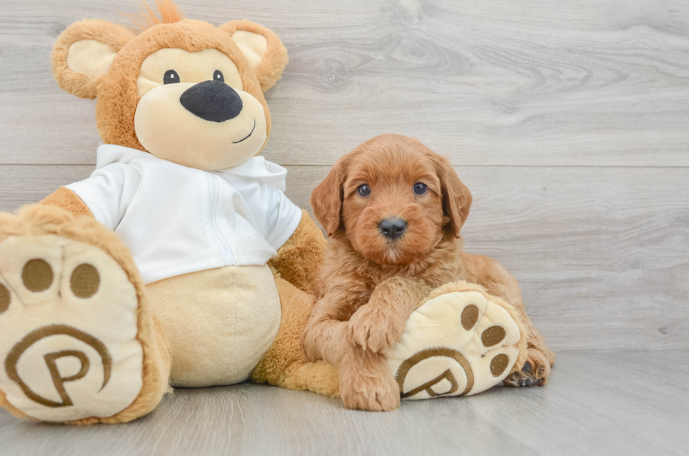 5 week old Mini Goldendoodle Puppy For Sale - Premier Pups