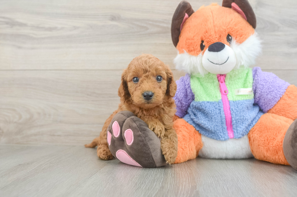 5 week old Mini Goldendoodle Puppy For Sale - Premier Pups