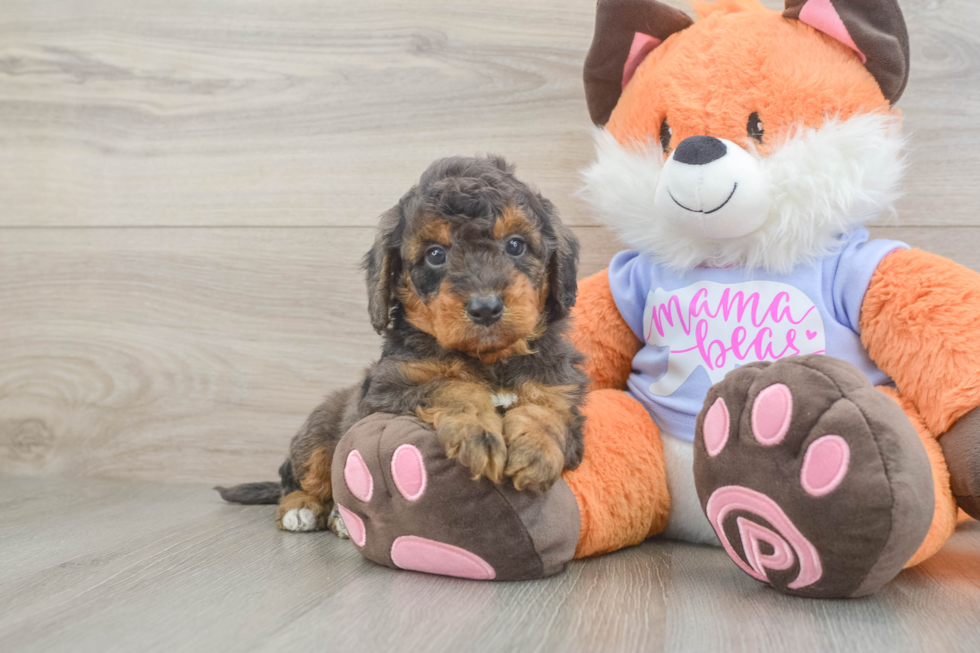 Mini Goldendoodle Pup Being Cute