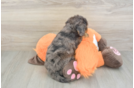 Happy Mini Goldendoodle Baby