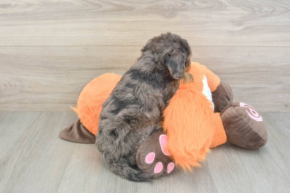 Happy Mini Goldendoodle Baby