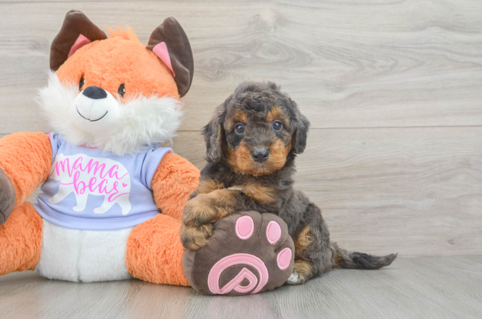 5 week old Mini Goldendoodle Puppy For Sale - Premier Pups