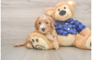 Mini Goldendoodle Puppy for Adoption