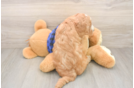 Smart Mini Goldendoodle Poodle Mix Pup