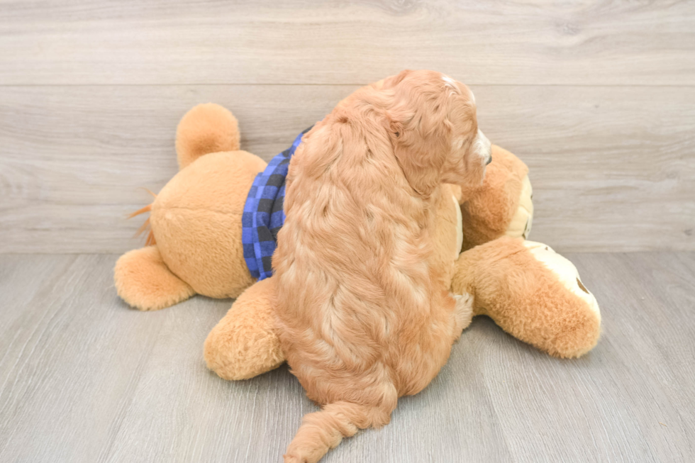 Smart Mini Goldendoodle Poodle Mix Pup