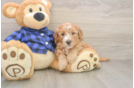 Small Mini Goldendoodle Baby