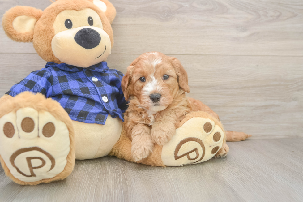 Small Mini Goldendoodle Baby