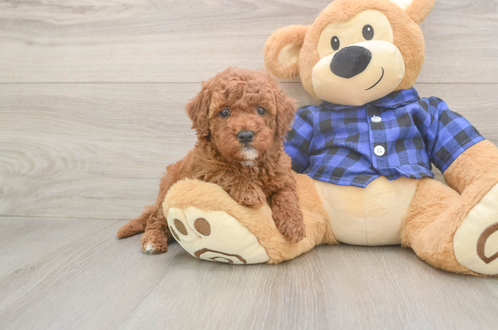 6 week old Mini Goldendoodle Puppy For Sale - Premier Pups